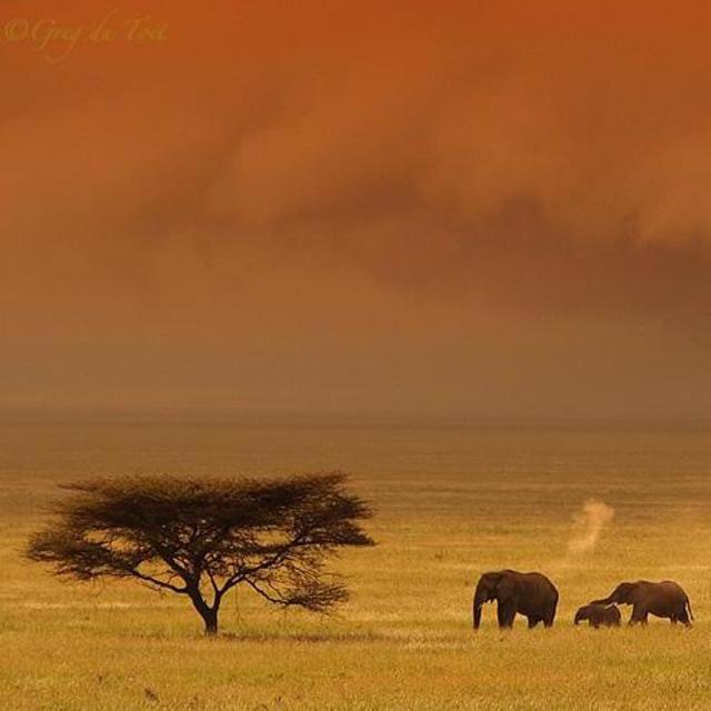 Plains of Serengeti Safari