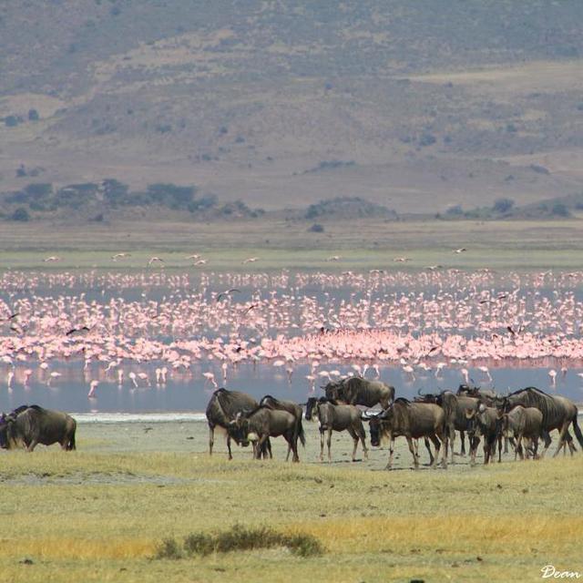 Ngorongoro Crater Safari - Day 2