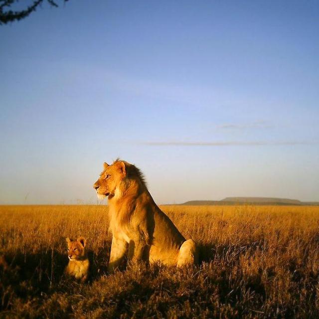 Serengeti Safari - Day 2