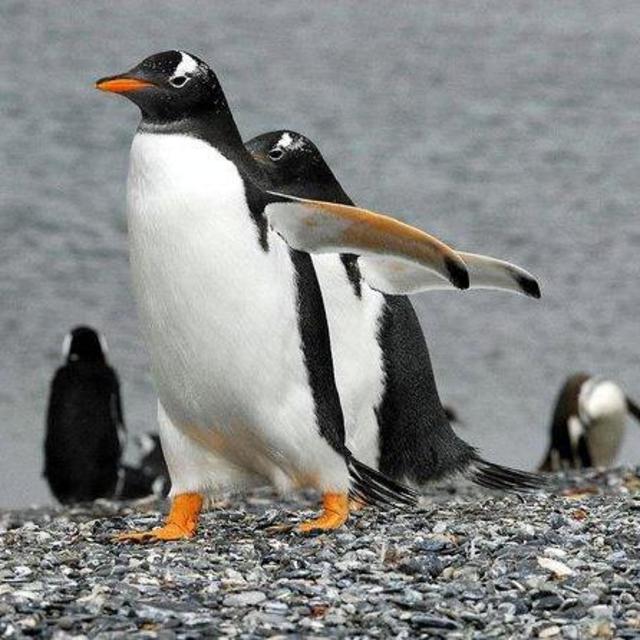 Walk with the Penguins in Martillo Island