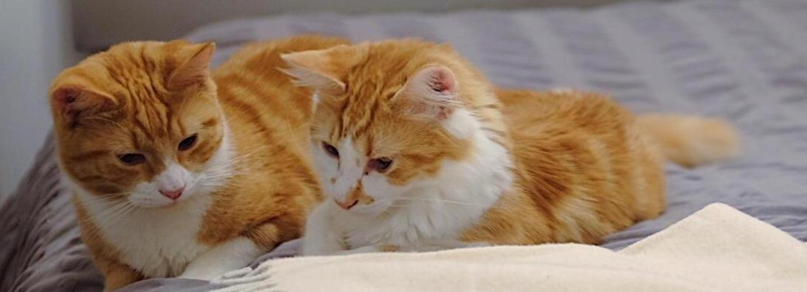 Samantha Belfer and Eitan Braham's Wedding Registry on Zola