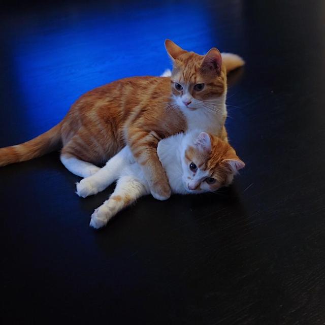 Samantha Belfer and Eitan Braham's Wedding Registry on Zola