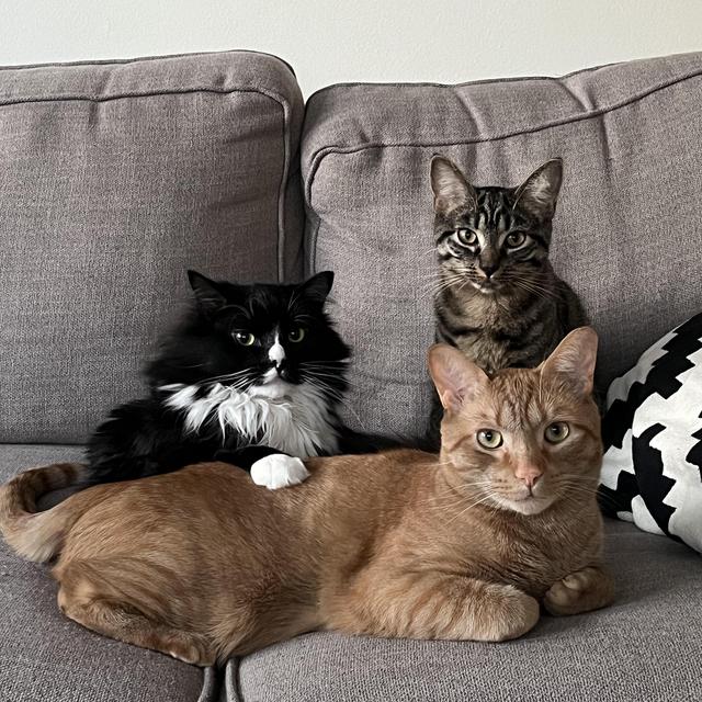 Donation to the ASPCA to help animals
