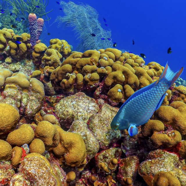 Gift toward snorkel tour for 2
