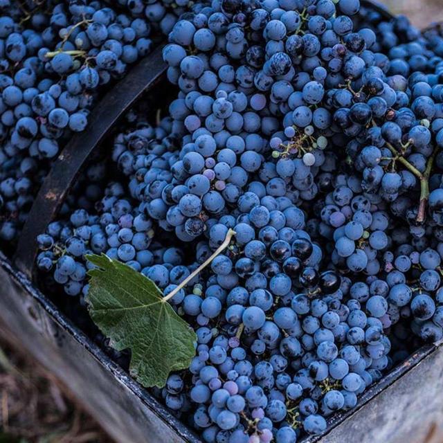 Wine Tasting in Mendoza, Argentina!