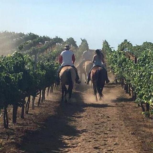 Horseback riding through the vineyards of Luján