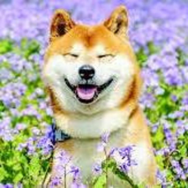 Puppy Fund!