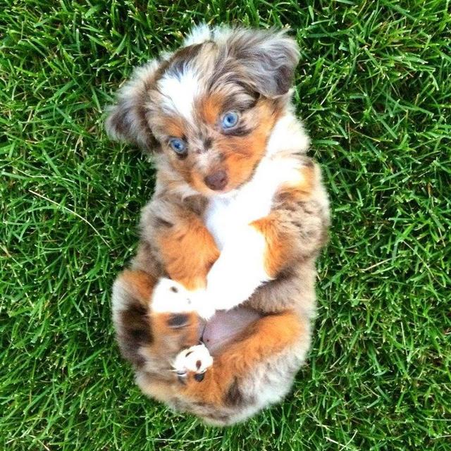 Puppy Fund!