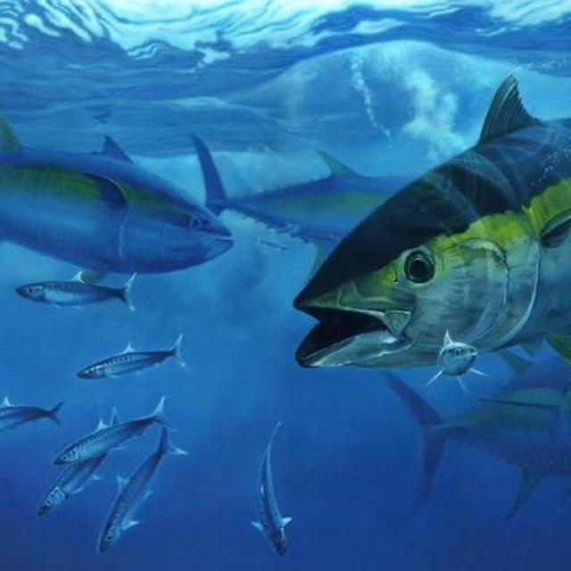 Tuna Fishing off the coast of Hawaii