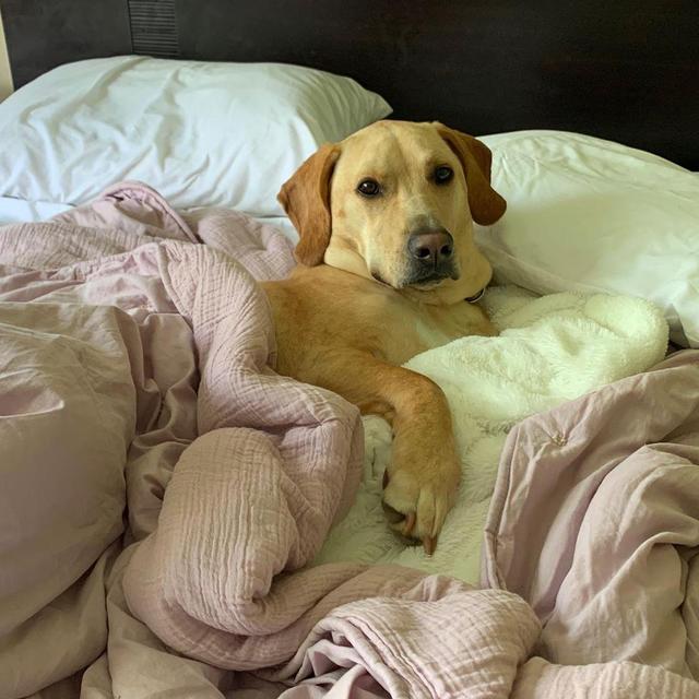 Jordie Treats Fund - Help maximize the fat neck rolls