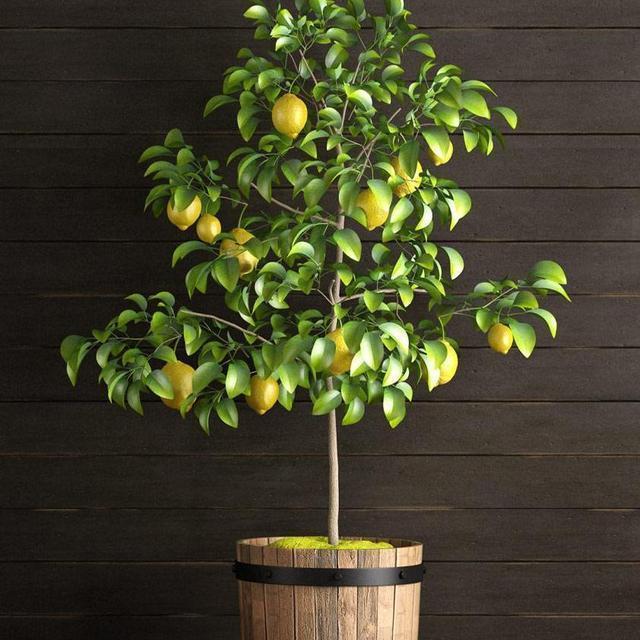 Myer Lemon & Persian Lime Tree