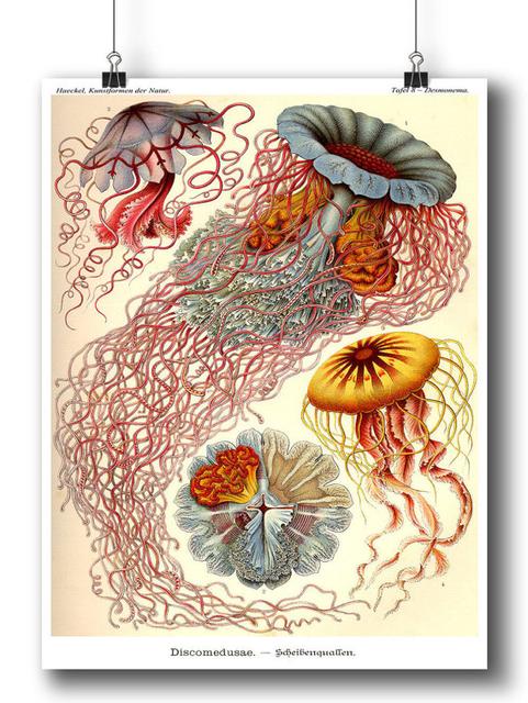 Jellyfish Poster, Jellyfish Wall Art, Art Print, Ernst Haeckel Print, Nautical, Art Nouveau Wall Hanging, Beach Art, Coastal Decor Poster