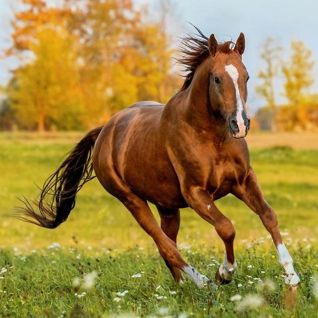 Horse!