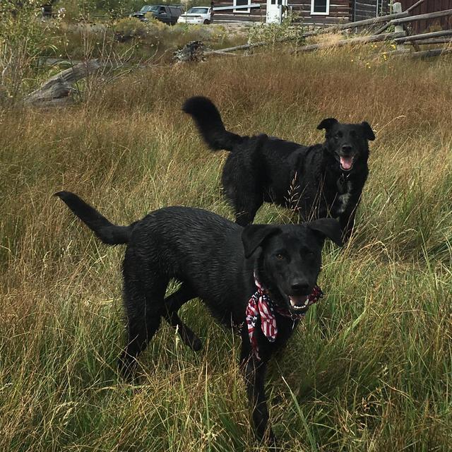 Emergency Dog Cash for Beanie and Oz