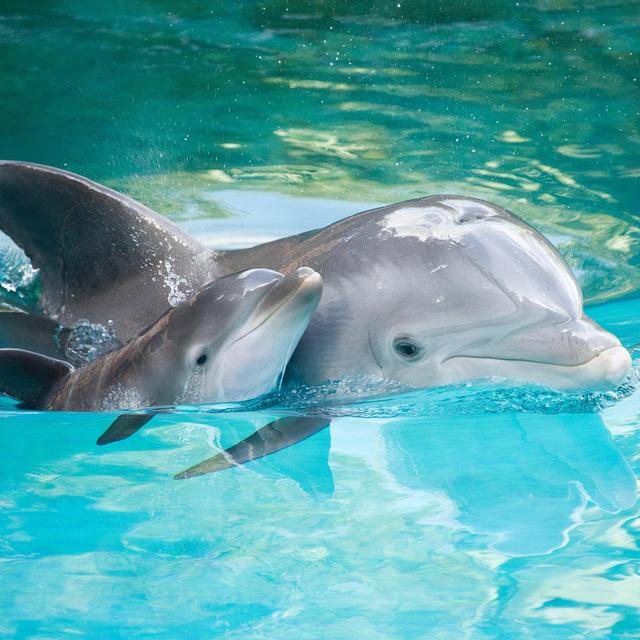 Sea Life Adventure Tour