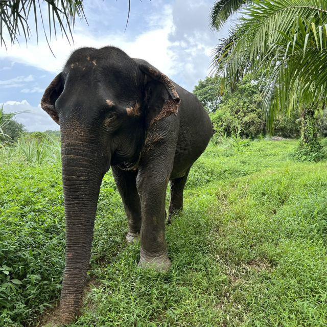 Khao Sok: Ethical Elephant Sanctuary Visit