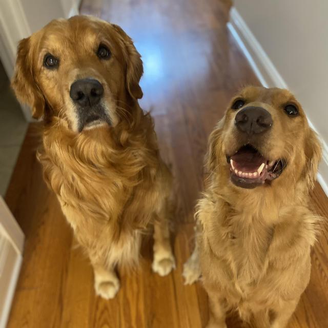 Our Golden Retriever Fund