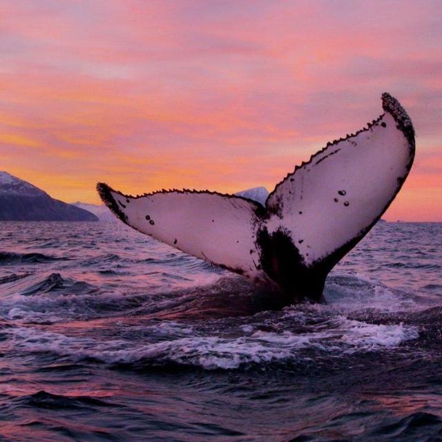 Whale watching in Vesteralen Norway