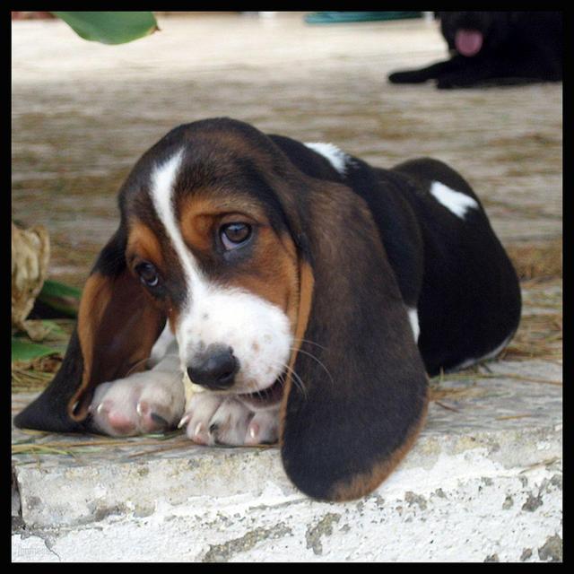 Daniel's Basset Hound Fund