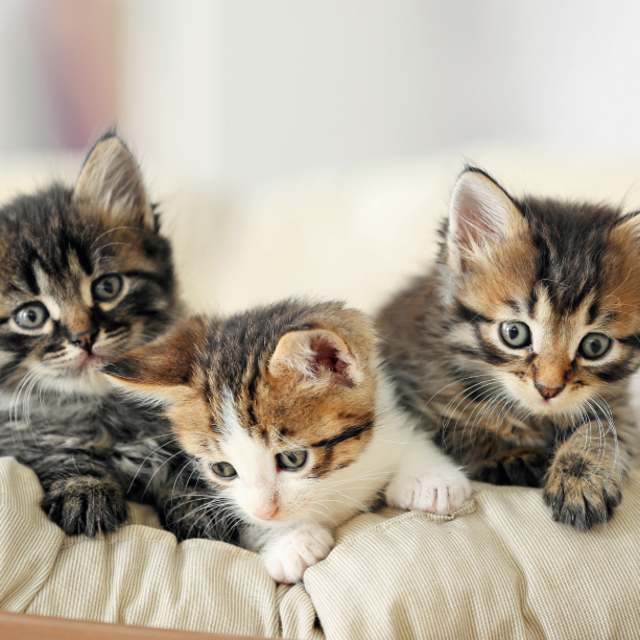 Kitten Fund