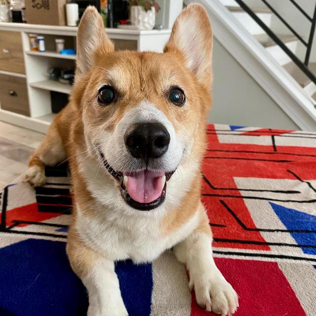 Dog Sitter For Our Wedding & Honeymoon