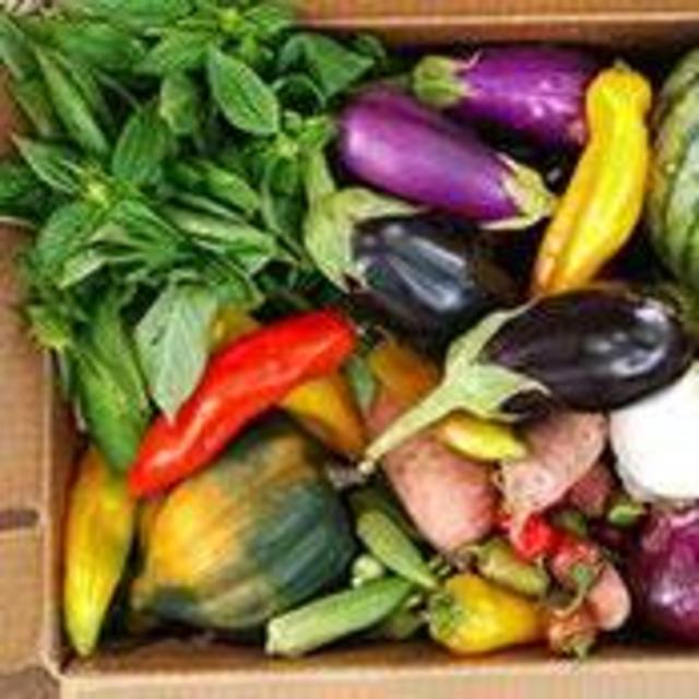 CSA Veggie Share from Green Dog Farm in Fort Collins