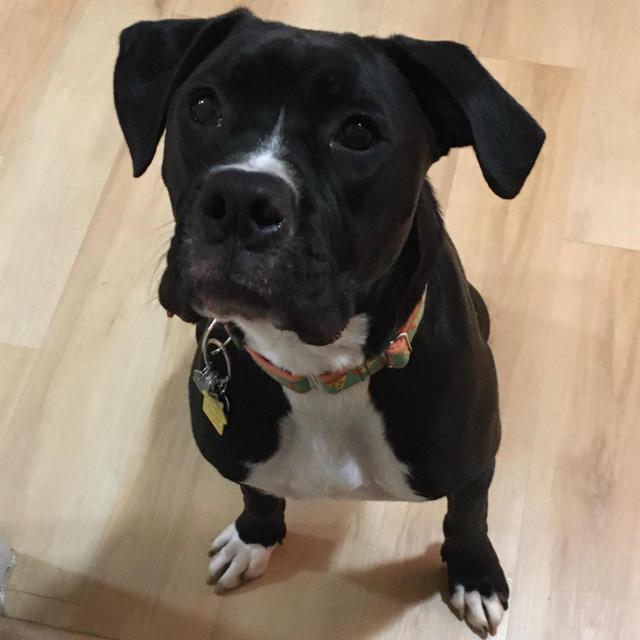 Pet Toys (Or Help Us Spoil Boubakr!)