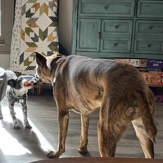 Wedding week pet care