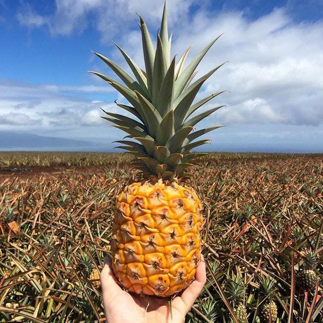 Pineapple Farm + Hali’imaile Distillery Tour