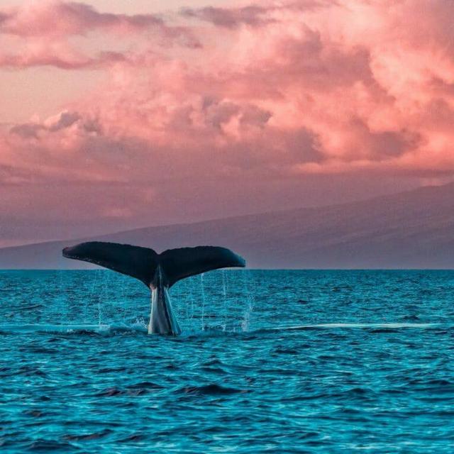 Whale Watching in Hawaii