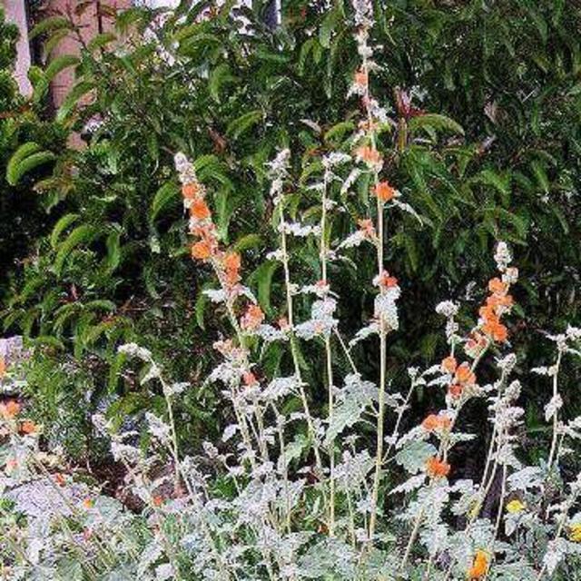 New House Garden Fund