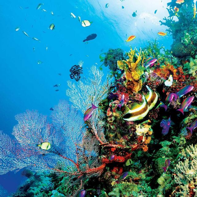 Great Barrier Reef Snorkeling via Catamaran