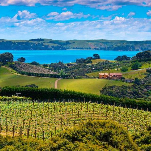 Waiheke Island Vineyard Tour