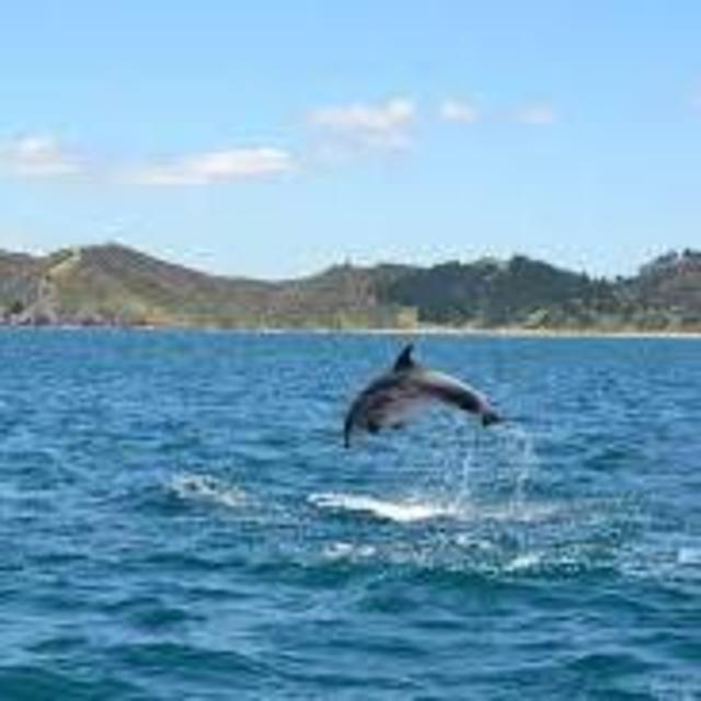 Bay of Islands Whale/Dolphin Watching