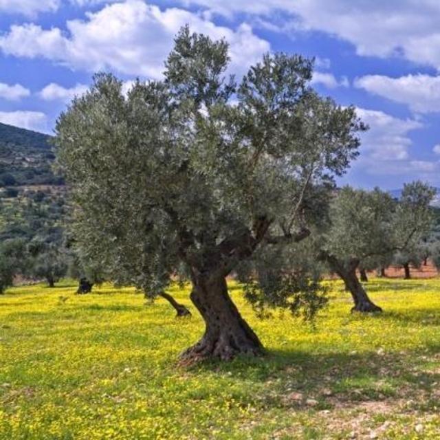 Olive Oil Tasting Tour in Rome