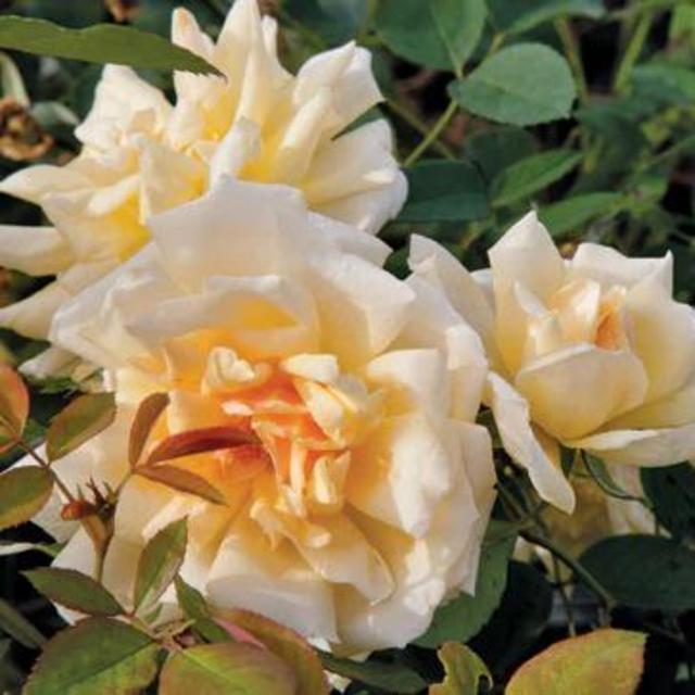 Antique Rose Emporium Lady Pamela-Carol