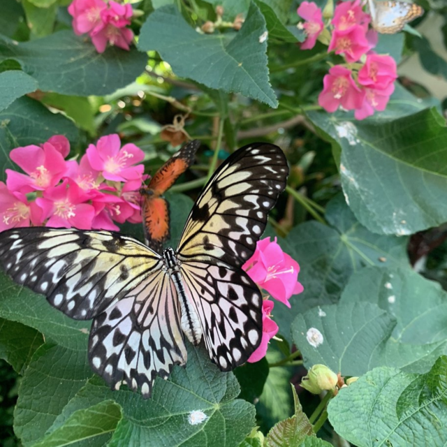 Key West Butterfly & Nature Conservatory