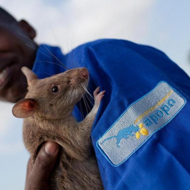 Hero Rats (Donation)