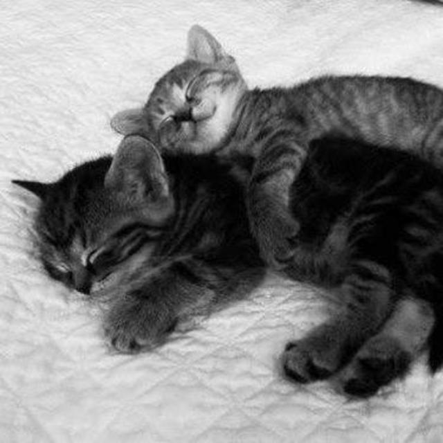 Feline Favors