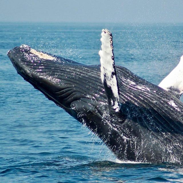 Whale Watching on Our Honeymoon