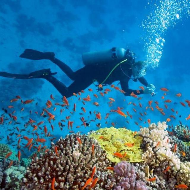 Scuba Diving