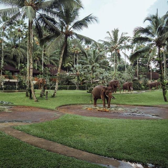 Ethical Elephant Santuary Encounter