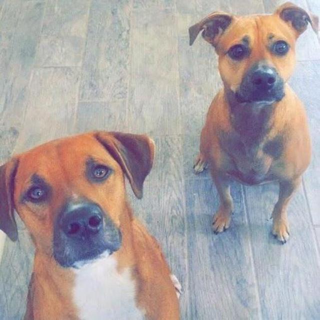 Pet Hotel For Our Honeymoon