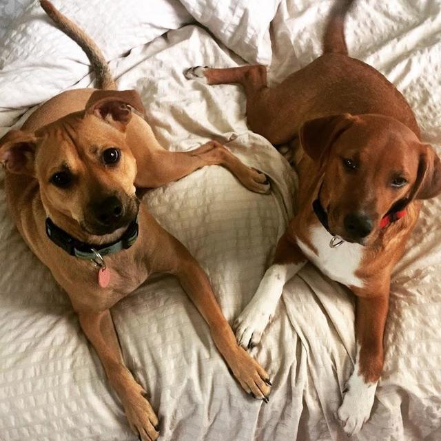 Southern Indiana Animal Rescue