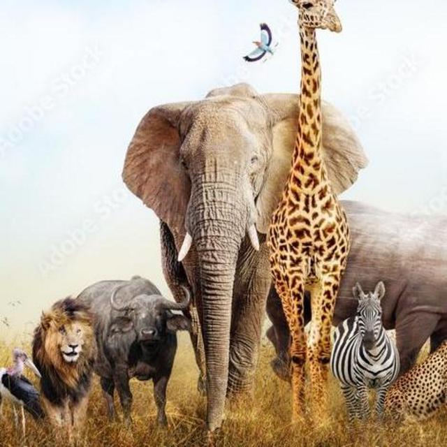 Safari Honeymoon Fund - Credit/Debit