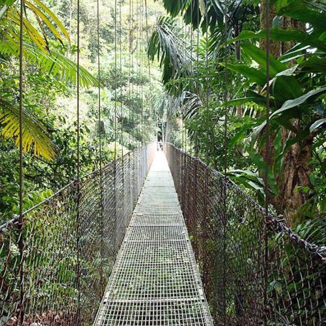 Mini-Moon: Hanging Bridges