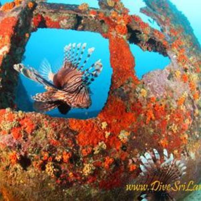 Honeymoon: Scuba Diving the Taprobrane Wrecks