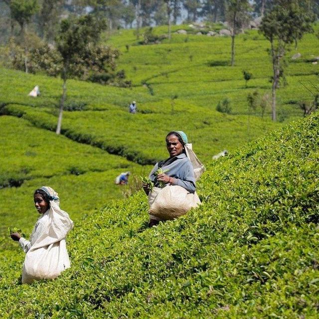Honeymoon: Tea Cultivation and Tasting in Nuwara Eliya