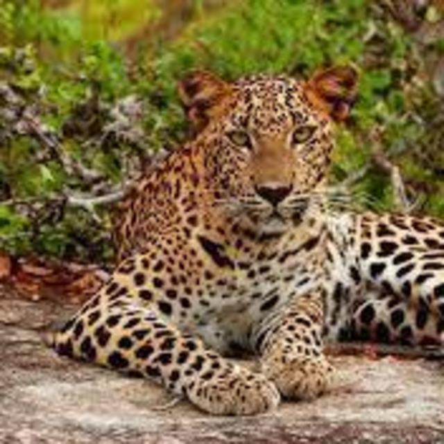 Go on Safari at the Yala National Park