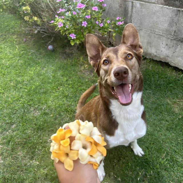 Year's Supply Of Lilos Treats